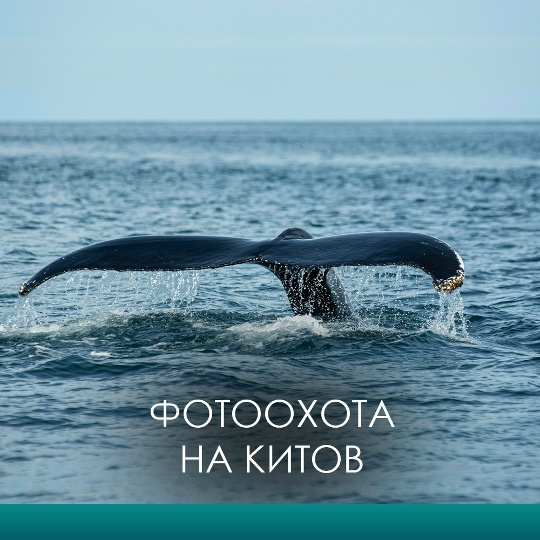 Главное изображение экскурсии - Фотоохота на китов. Прогулка в Териберку с морской прогулкой