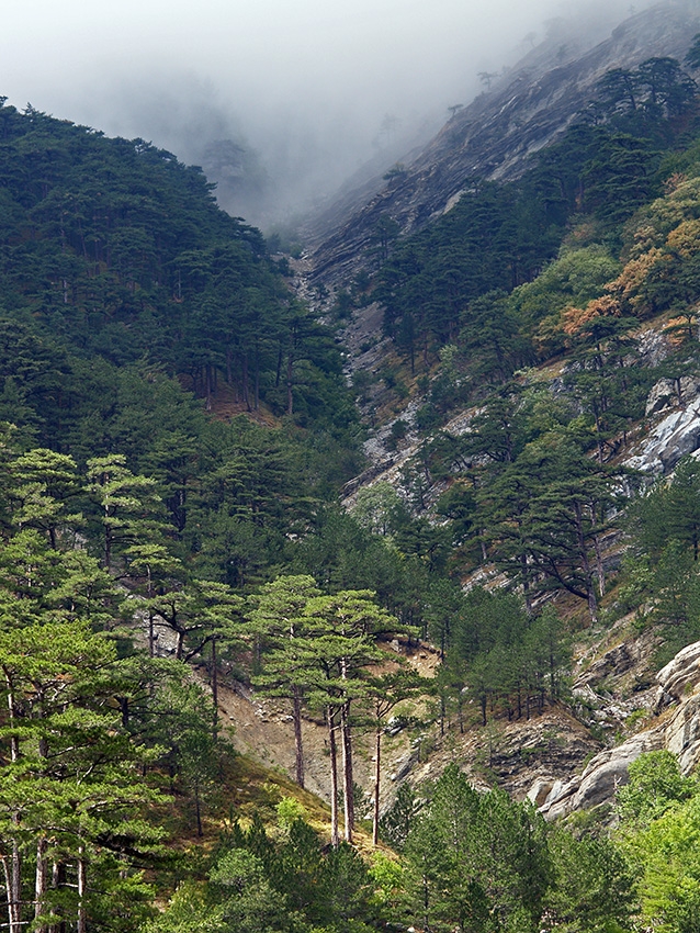 Главное изображение экскурсии - Южный берег Крыма: форелевое хозяйство, дегустация и лучшие достопримечательности.