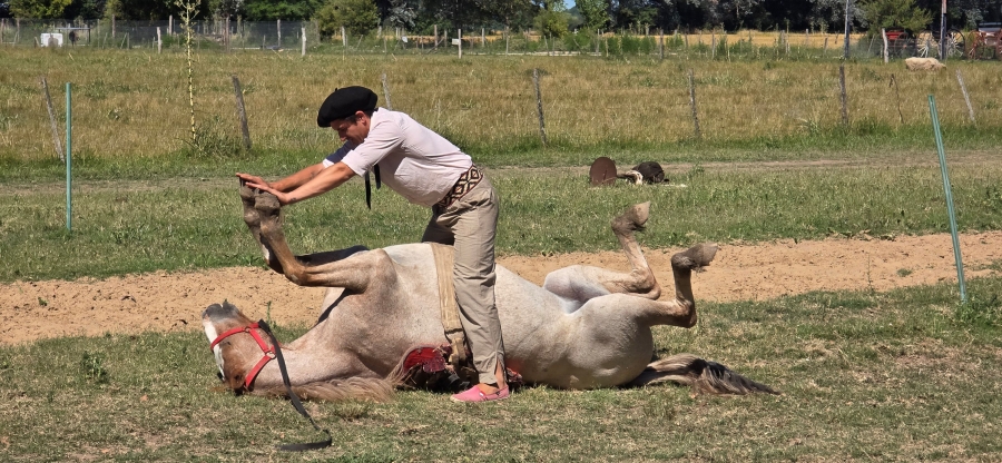 Главное изображение экскурсии - Обзорная экскурсия на ранчо: погружение в аргентинские традиции