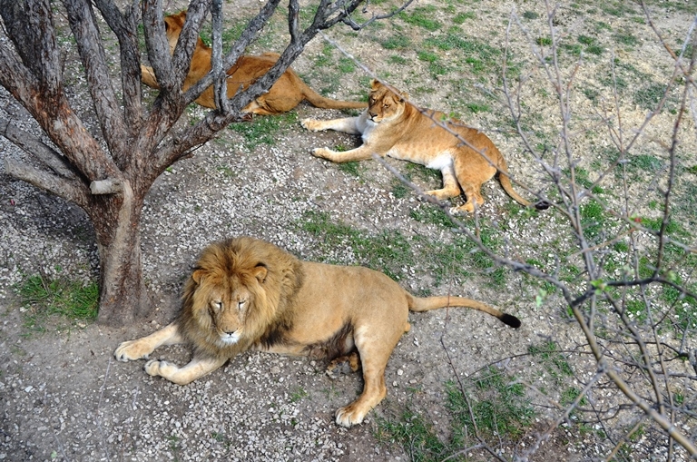 Главное изображение экскурсии - Сафари парк львов Тайган
