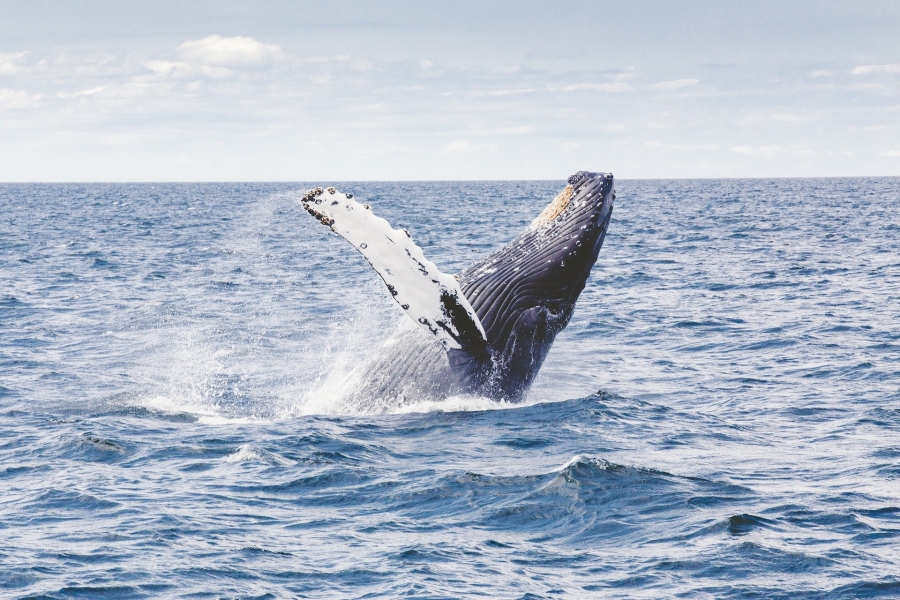 Главное изображение экскурсии - Фотоохота на китов