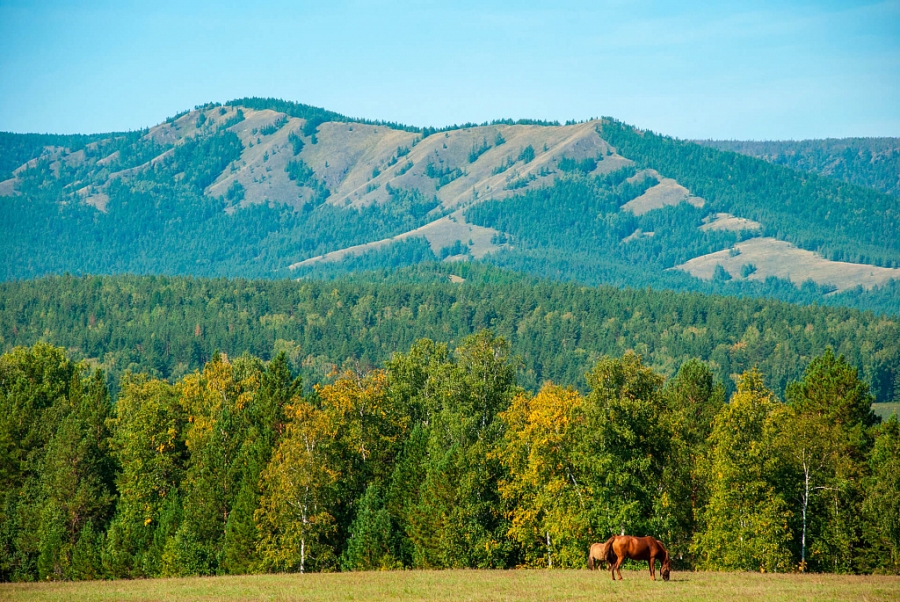 Хребет крака фото