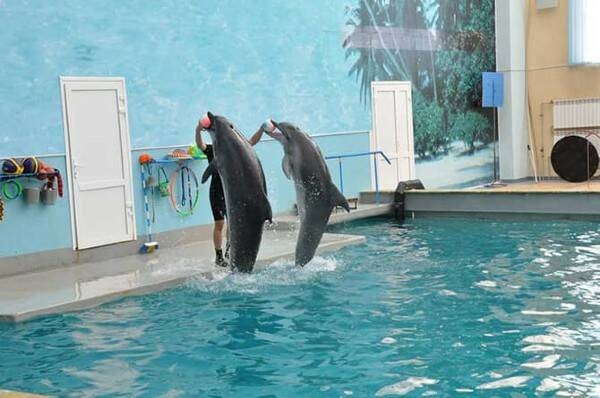 Главное изображение экскурсии - Кисловодский дельфинарий