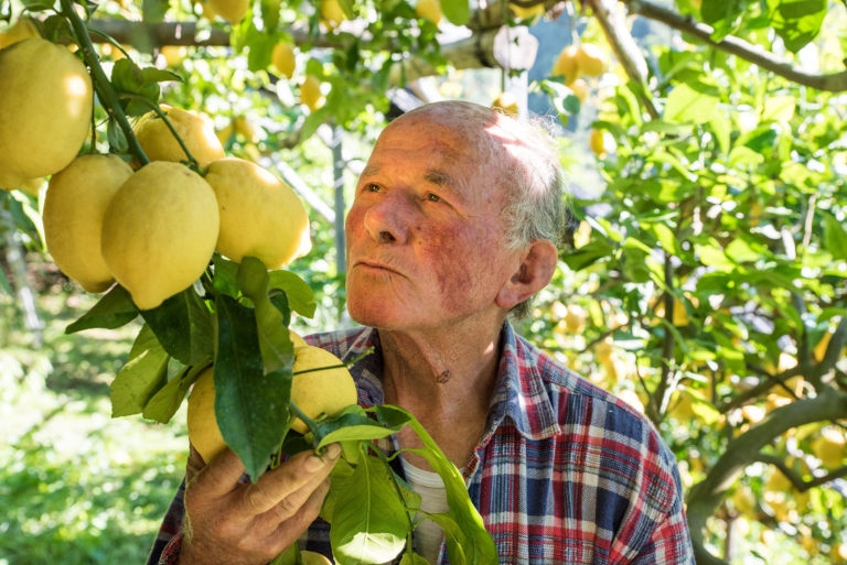 Главное изображение экскурсии - Прогулка в Амальфи и на лимонных плантациях с дегустацией лимончелло