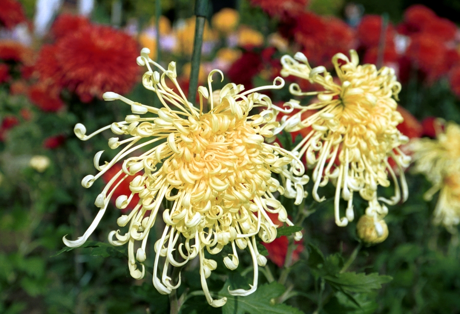 Главное изображение экскурсии - Бал хризантем в Никитском ботаническом саду