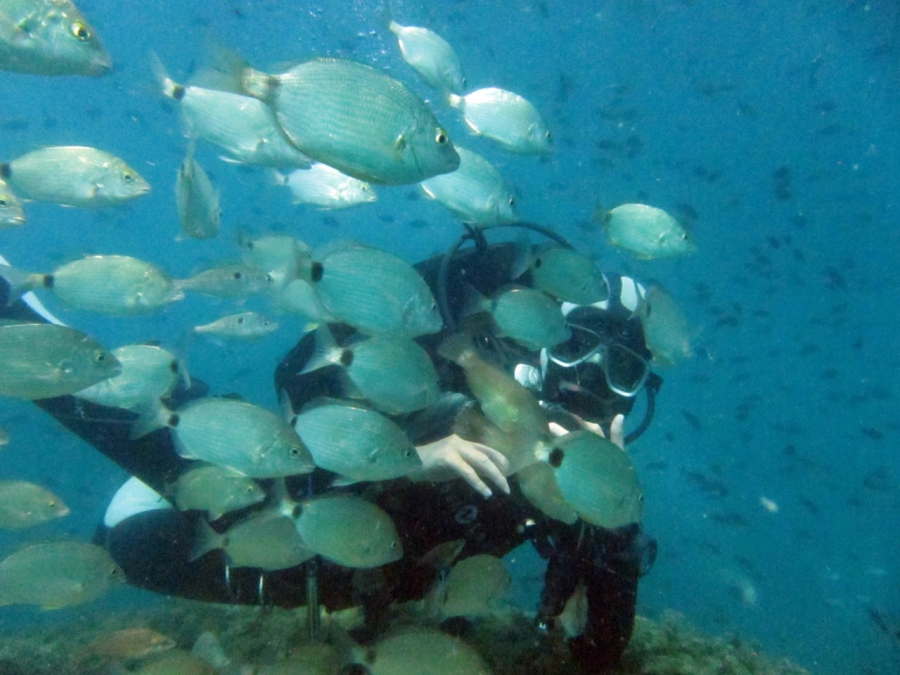 Главное изображение экскурсии - Дайвинг в Геленджике – погружение с аквалангом заход с берега